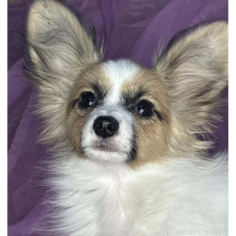 販売中の三重県のパピヨン-425457