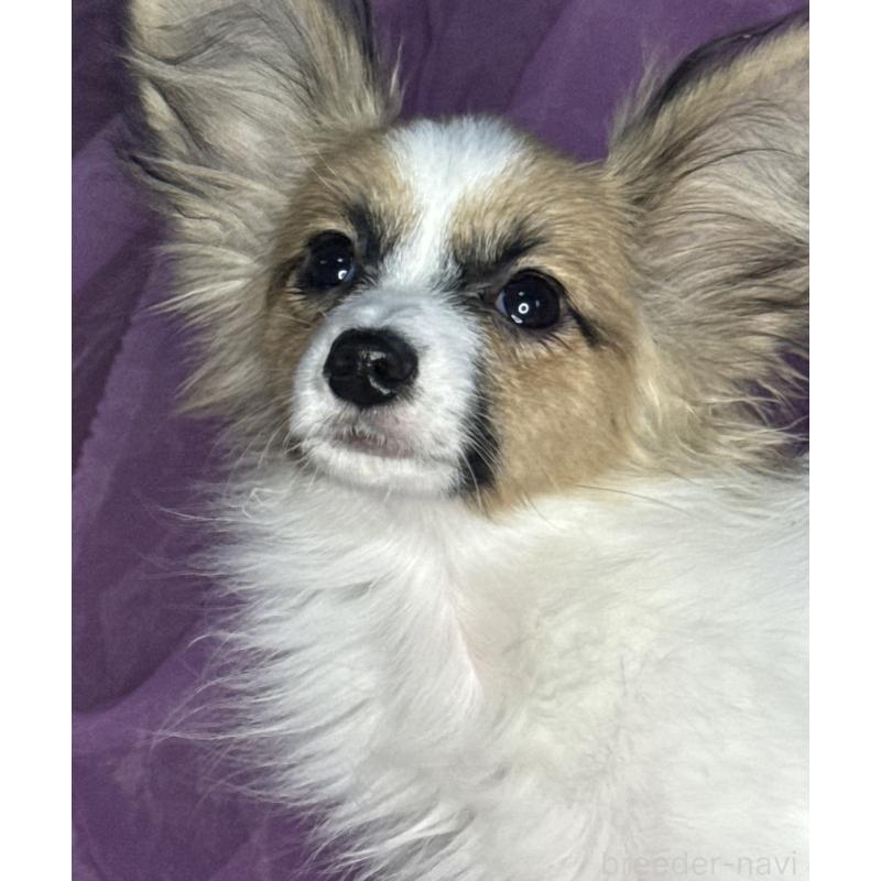 販売中の三重県のパピヨン-425457の6枚目