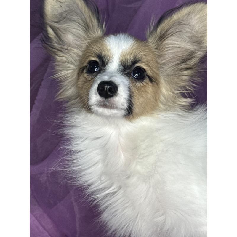 販売中の三重県のパピヨン-425457の5枚目