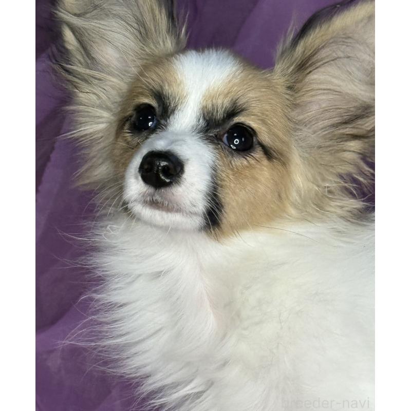 販売中の三重県のパピヨン-425457の4枚目