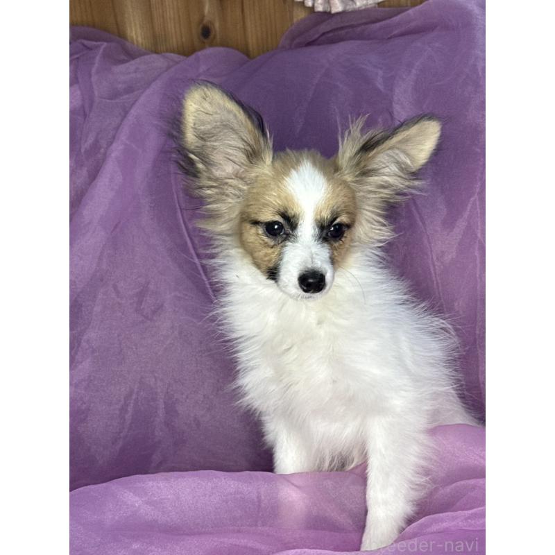 販売中の三重県のパピヨン-425457の3枚目