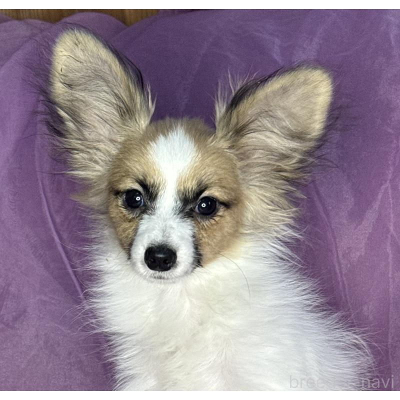 販売中の三重県のパピヨン-425457の2枚目