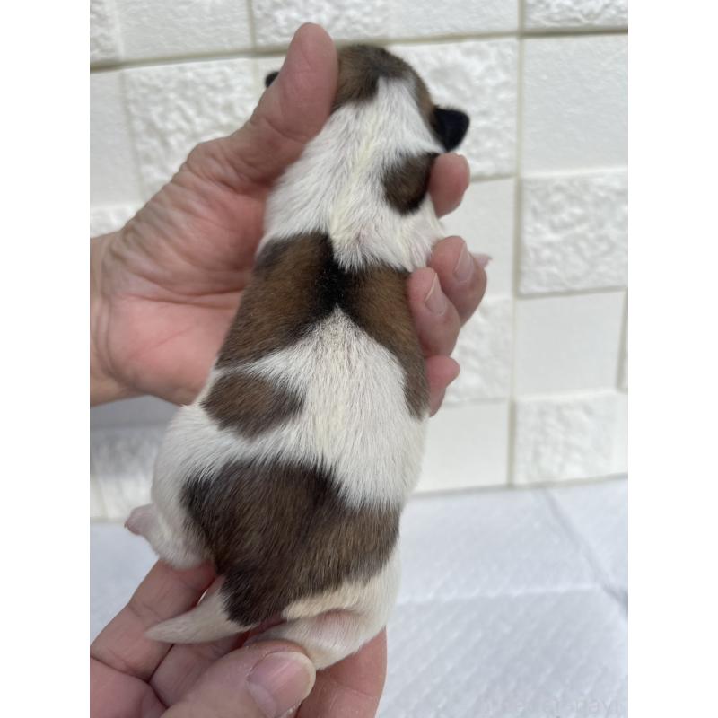 販売中の群馬県のミックス犬-425458の11枚目