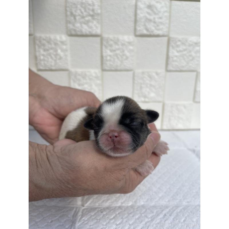 販売中の群馬県のミックス犬-425458の10枚目