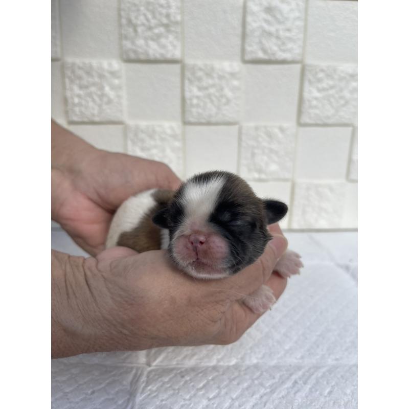 販売中の群馬県のミックス犬-425458の9枚目