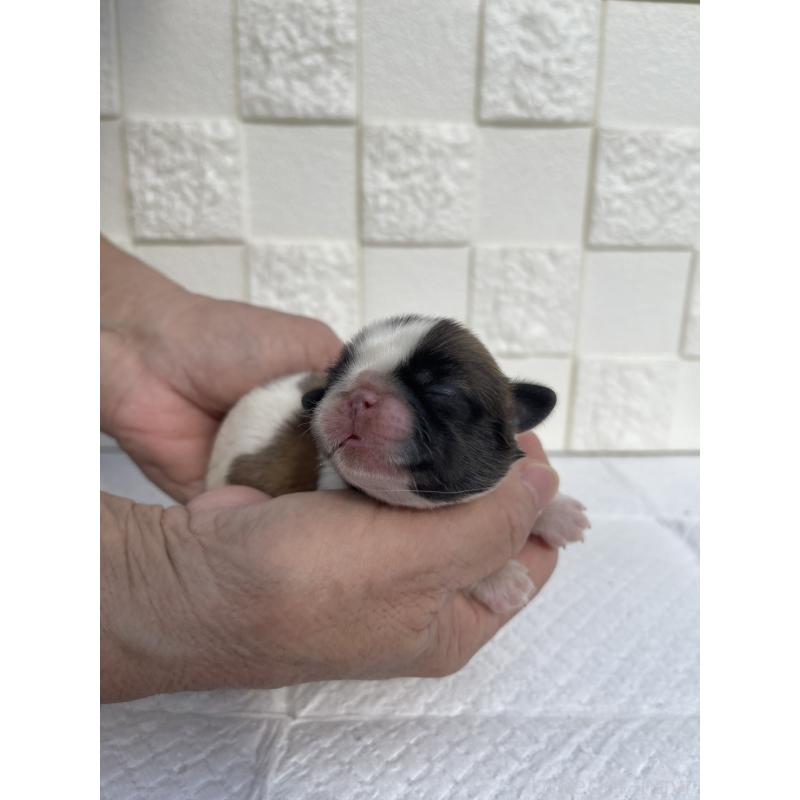 販売中の群馬県のミックス犬-425458の8枚目