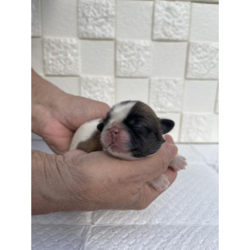 販売中の群馬県のミックス犬-425458の6枚目