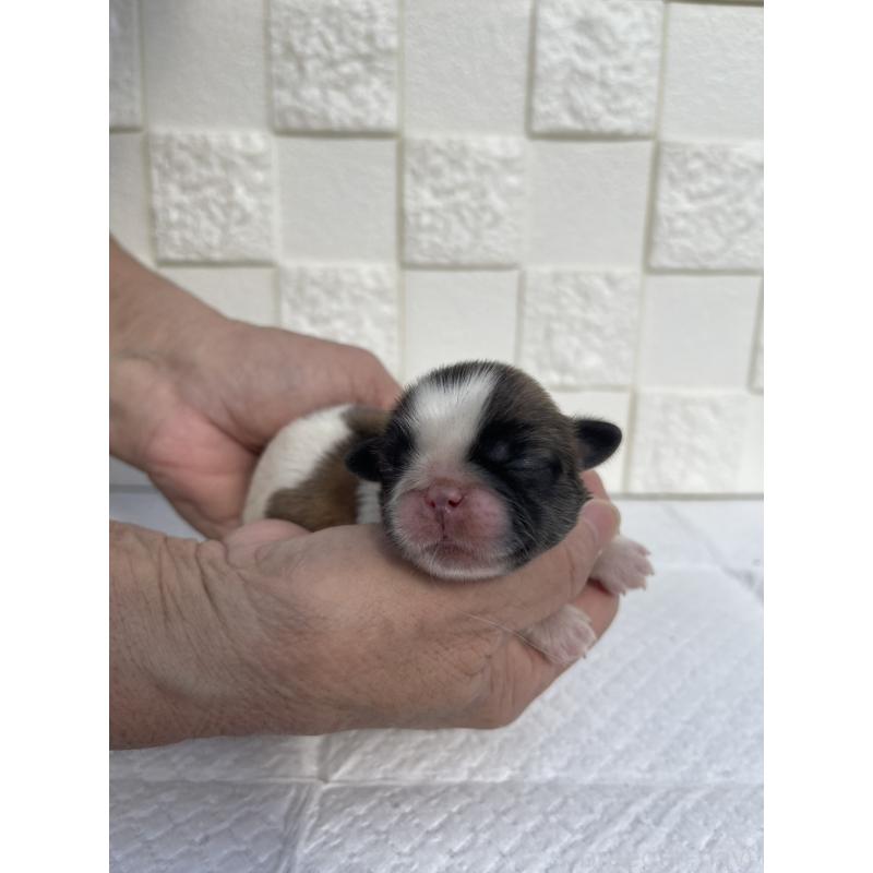 販売中の群馬県のミックス犬-425458の5枚目