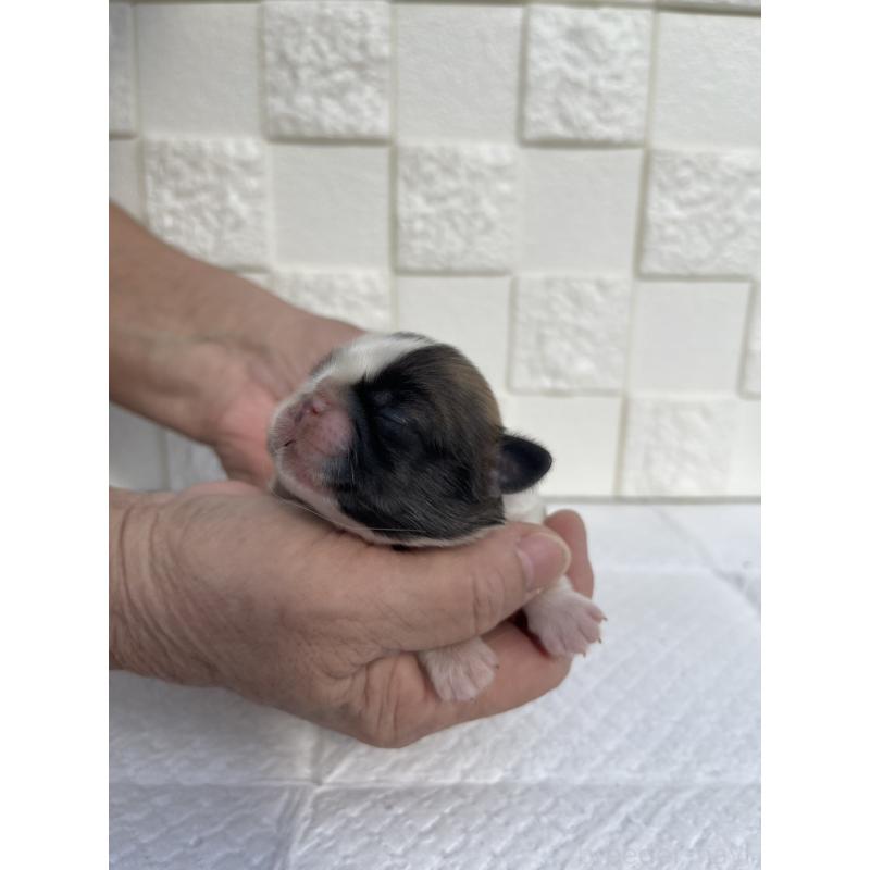 販売中の群馬県のミックス犬-425458の4枚目