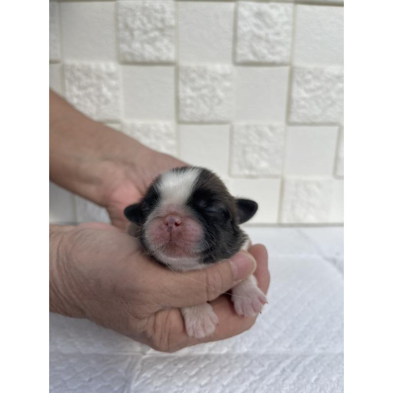 販売中の群馬県のミックス犬-425458の3枚目