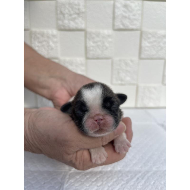 販売中の群馬県のミックス犬-425458