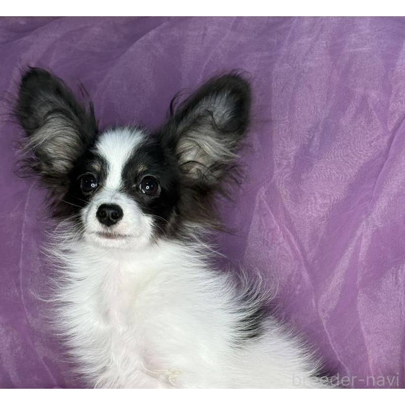 販売中の三重県のパピヨン-425459の4枚目