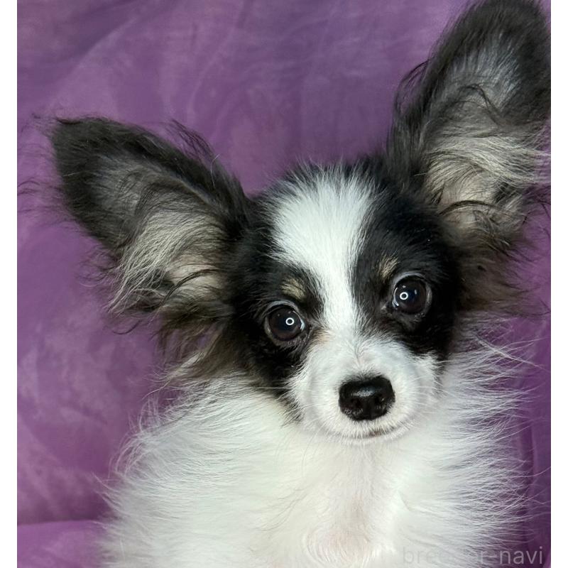 販売中の三重県のパピヨン-425459の3枚目