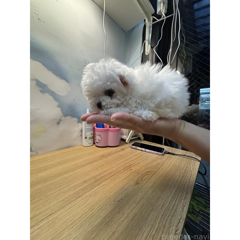 販売中の愛知県のビションフリーゼ-425461の6枚目