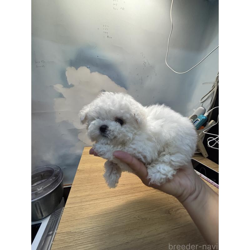 販売中の愛知県のビションフリーゼ-425461の5枚目