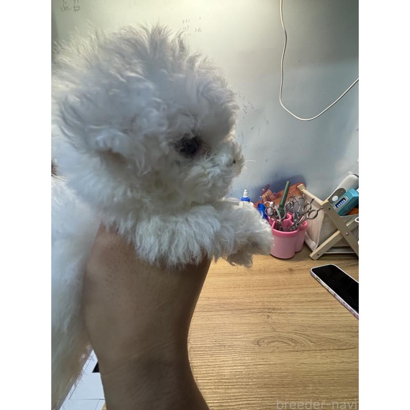 販売中の愛知県のビションフリーゼ-425461の4枚目