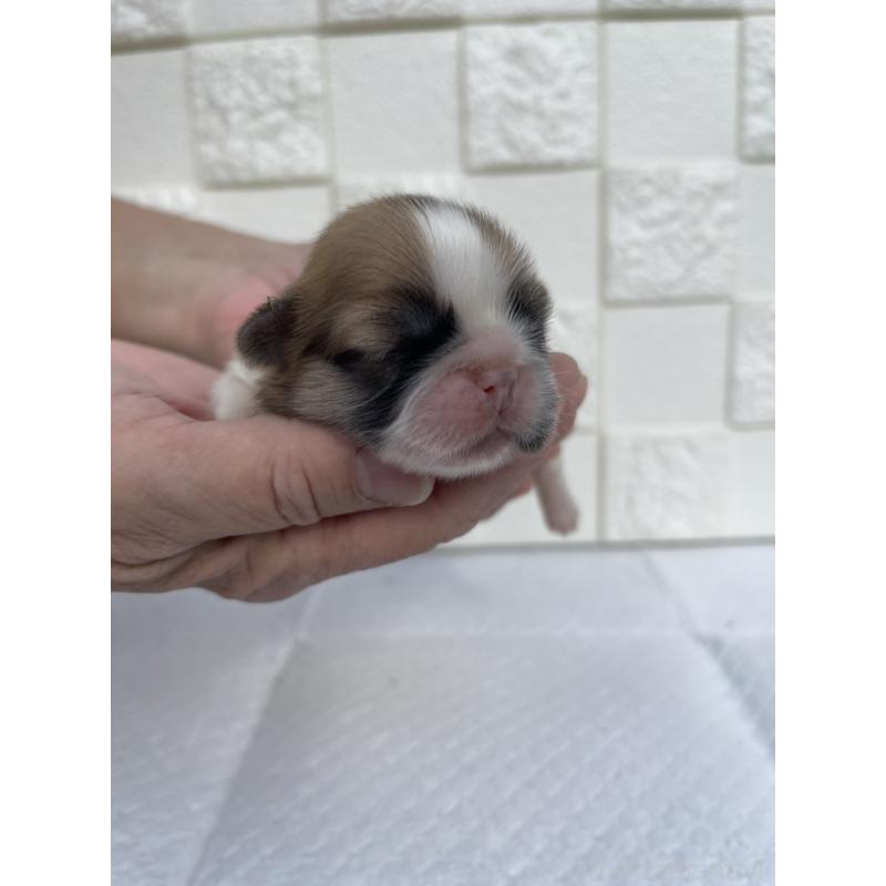 販売中の群馬県のミックス犬-425460の9枚目