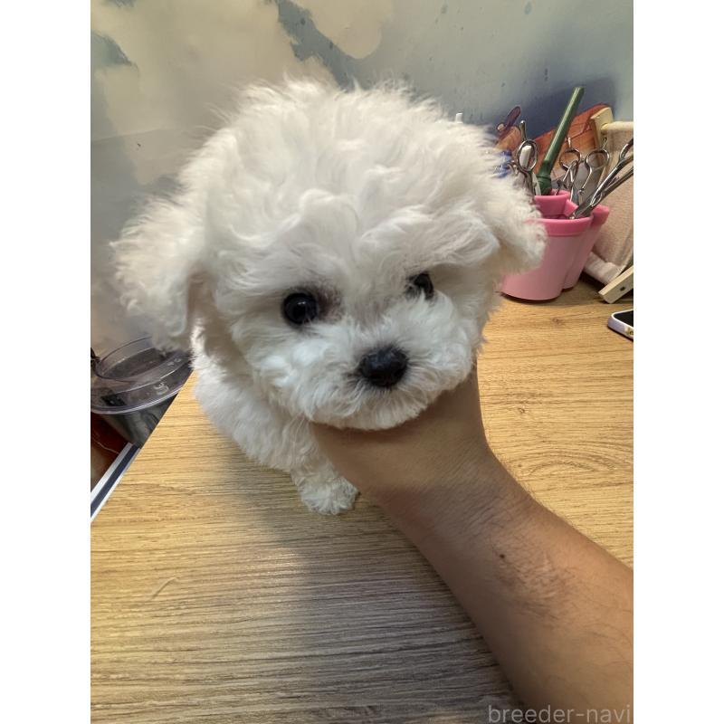 販売中の愛知県のビションフリーゼ-425461の3枚目