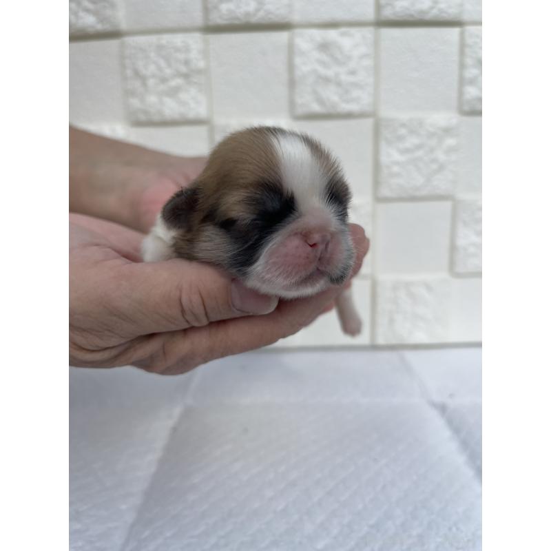 販売中の群馬県のミックス犬-425460の8枚目