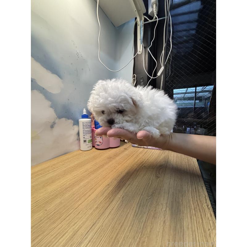 販売中の愛知県のビションフリーゼ-425461の2枚目