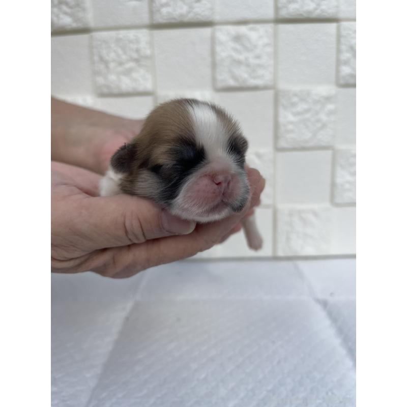 販売中の群馬県のミックス犬-425460の7枚目