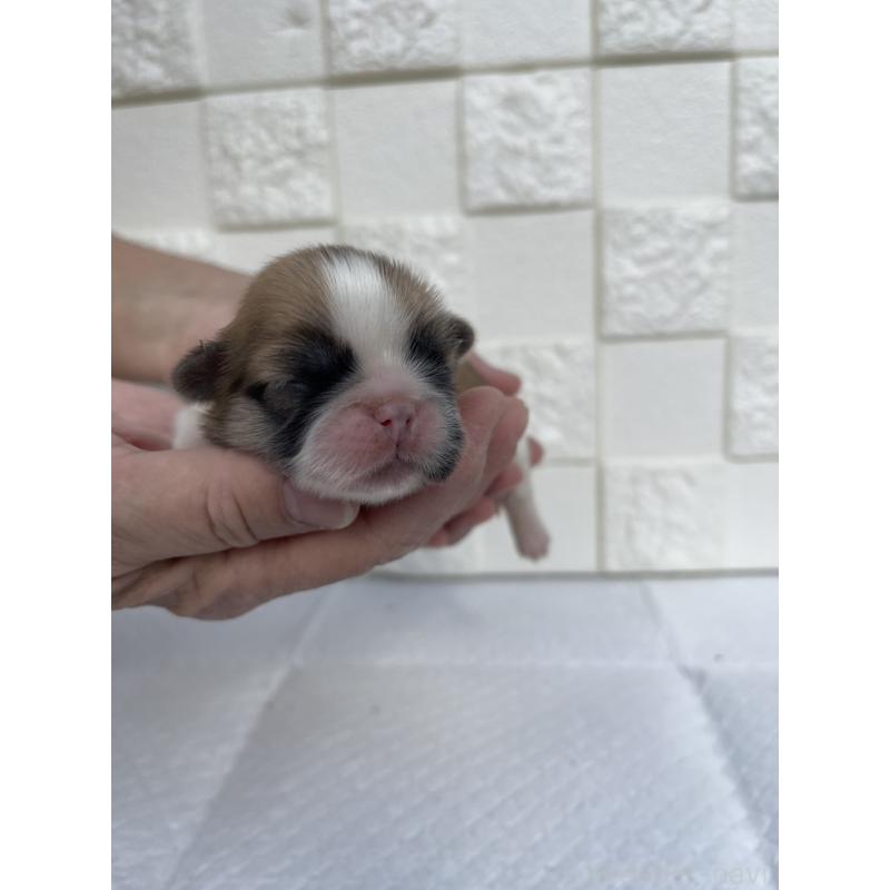 販売中の群馬県のミックス犬-425460の6枚目