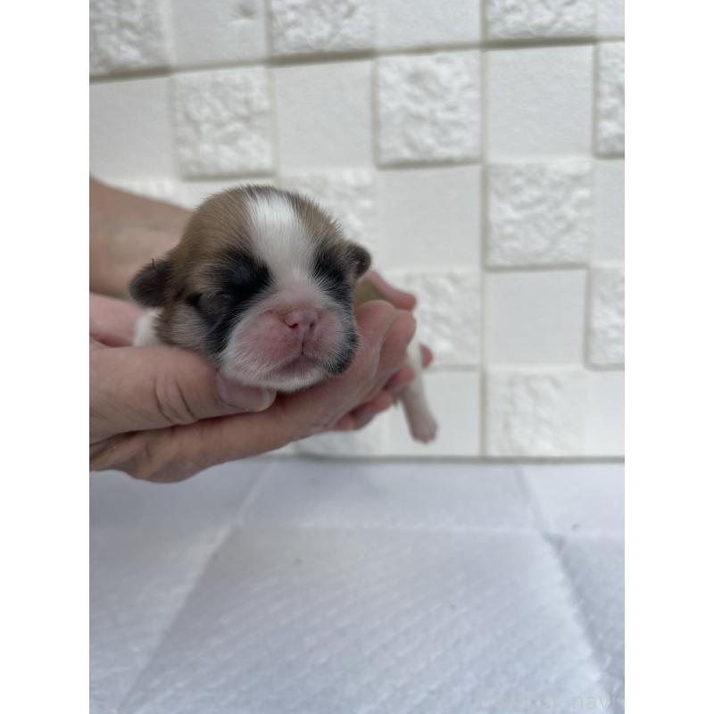 販売中の群馬県のミックス犬-425460の5枚目