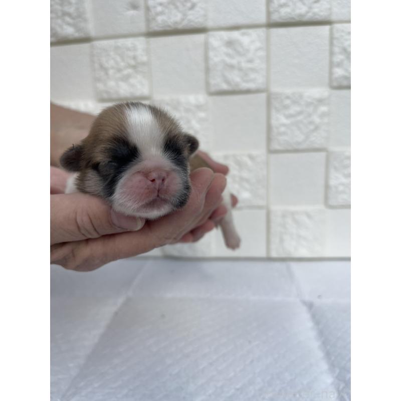 販売中の群馬県のミックス犬-425460の4枚目