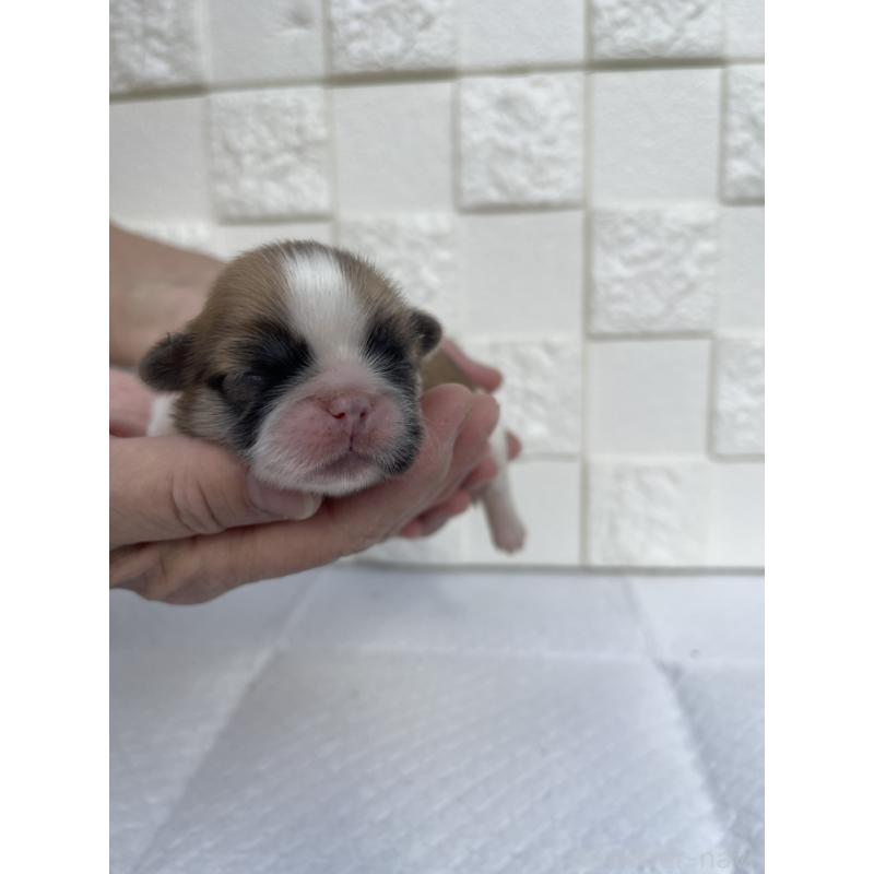 販売中の群馬県のミックス犬-425460の3枚目