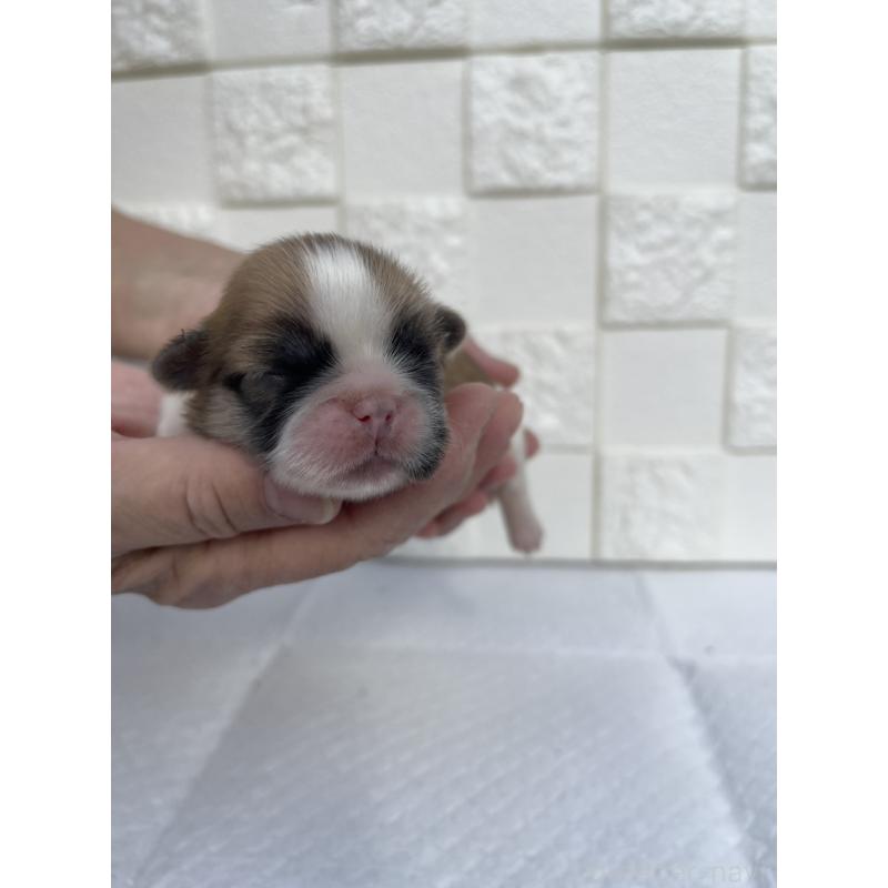 販売中の群馬県のミックス犬-425460の2枚目