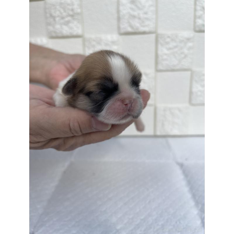 販売中の群馬県のミックス犬-425460