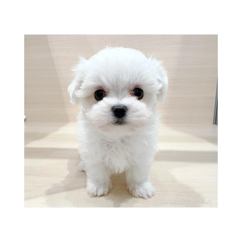 販売中ののマルチーズ-425464