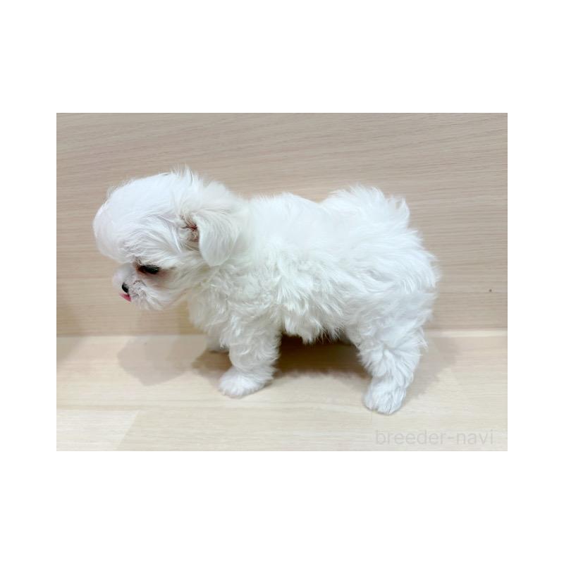 販売中の東京都のマルチーズ-425464の5枚目