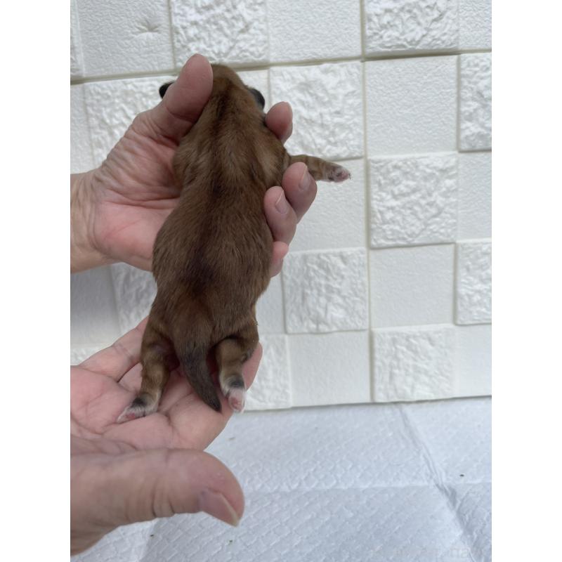 販売中の群馬県のミックス犬-425462の9枚目