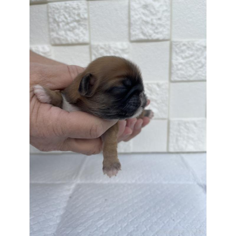 販売中の群馬県のミックス犬-425462の8枚目