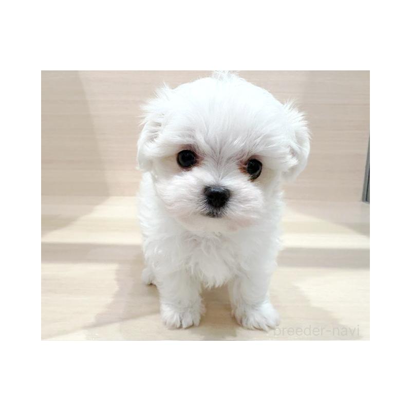 販売中の東京都のマルチーズ-425464の4枚目