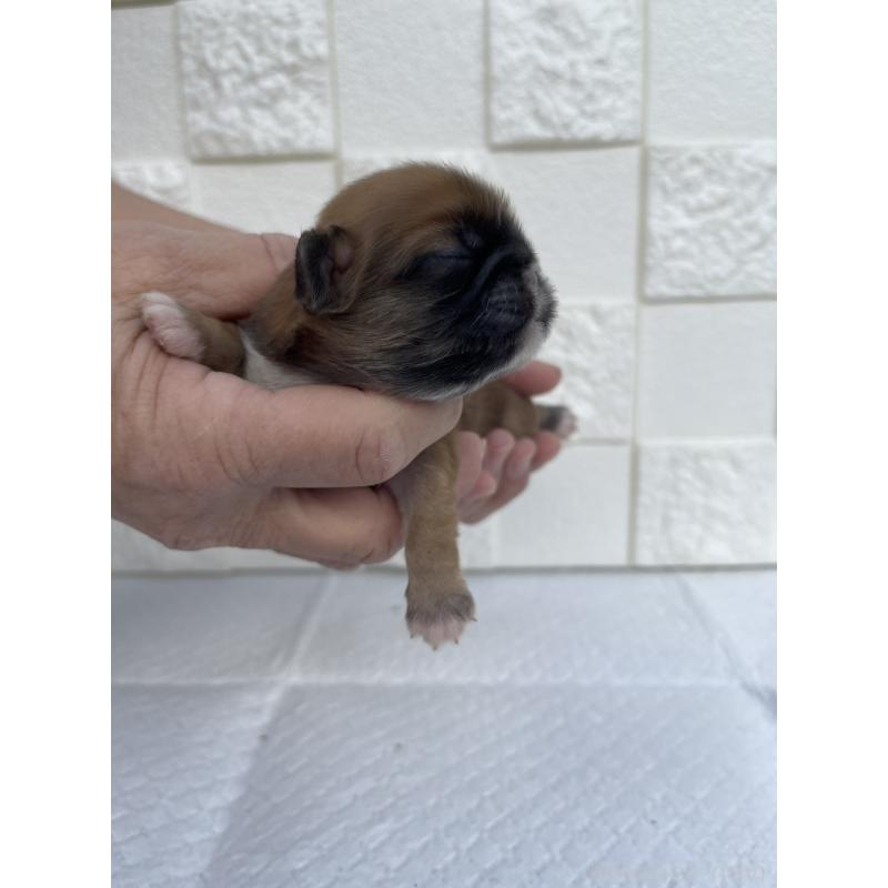 販売中の群馬県のミックス犬-425462の7枚目