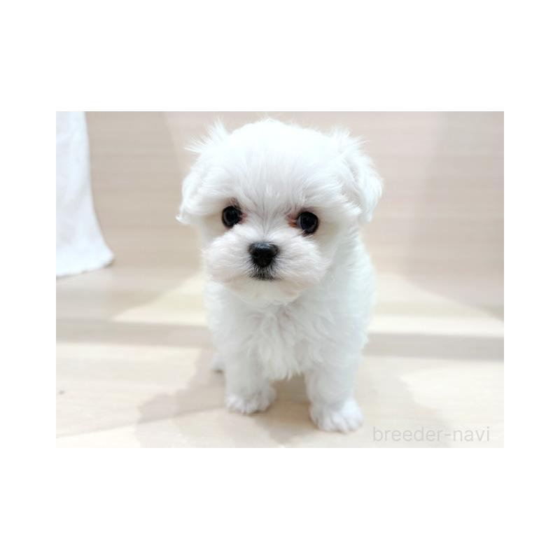 販売中の東京都のマルチーズ-425464の3枚目