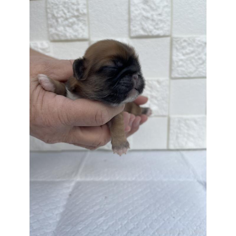 販売中の群馬県のミックス犬-425462の6枚目