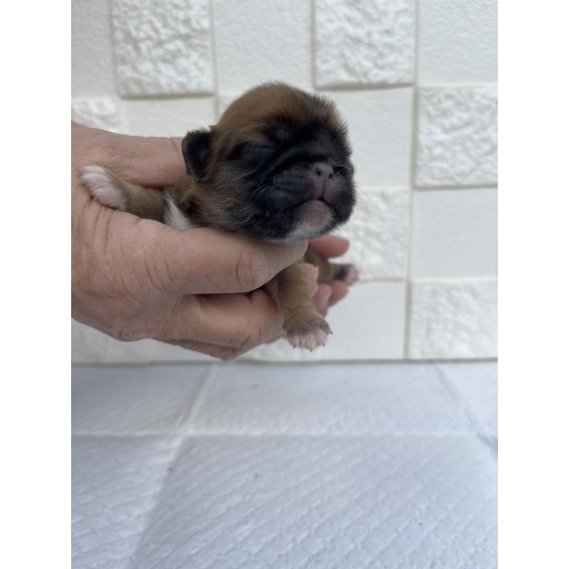 販売中の群馬県のミックス犬-425462の5枚目