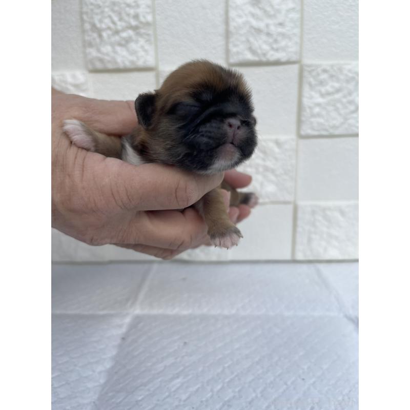 販売中の群馬県のミックス犬-425462の4枚目