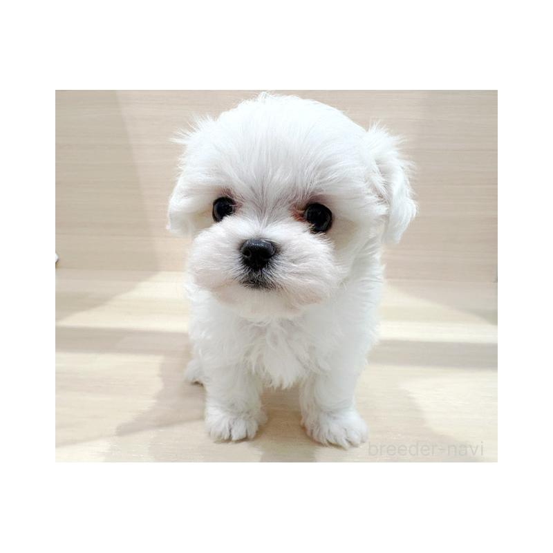 販売中の東京都のマルチーズ-425464の2枚目