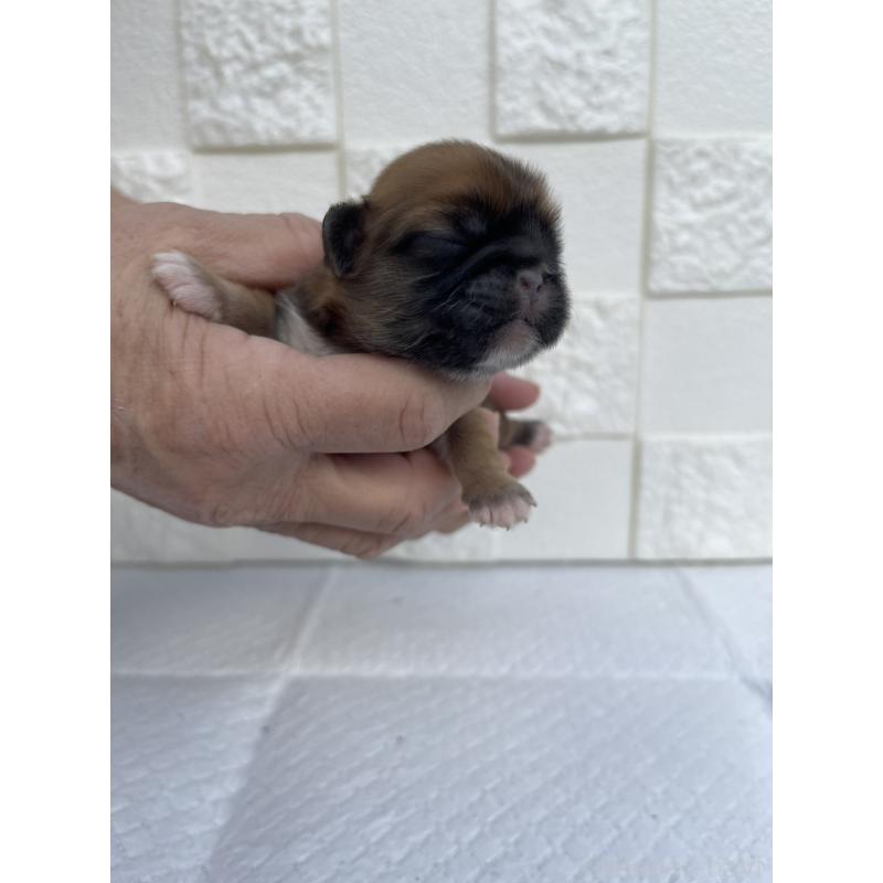 販売中の群馬県のミックス犬-425462の3枚目