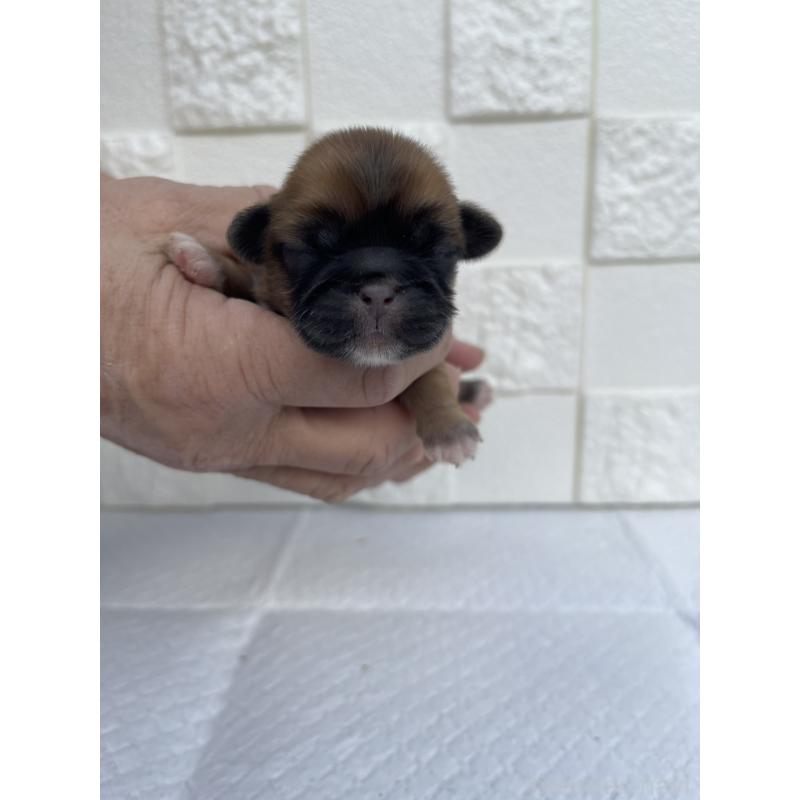 販売中の群馬県のミックス犬-425462の2枚目