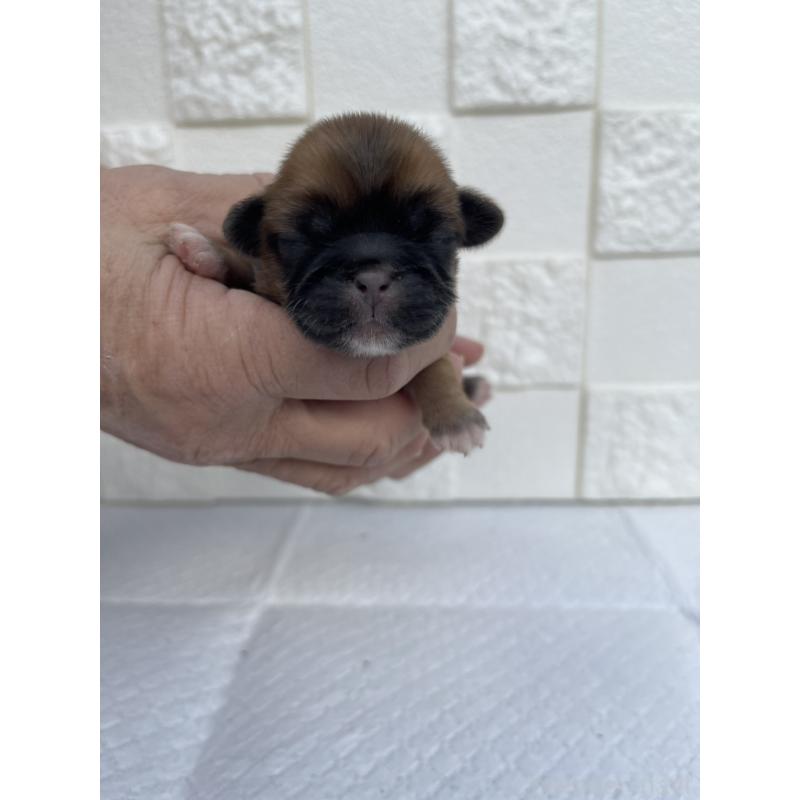 販売中の群馬県のミックス犬-425462の1枚目