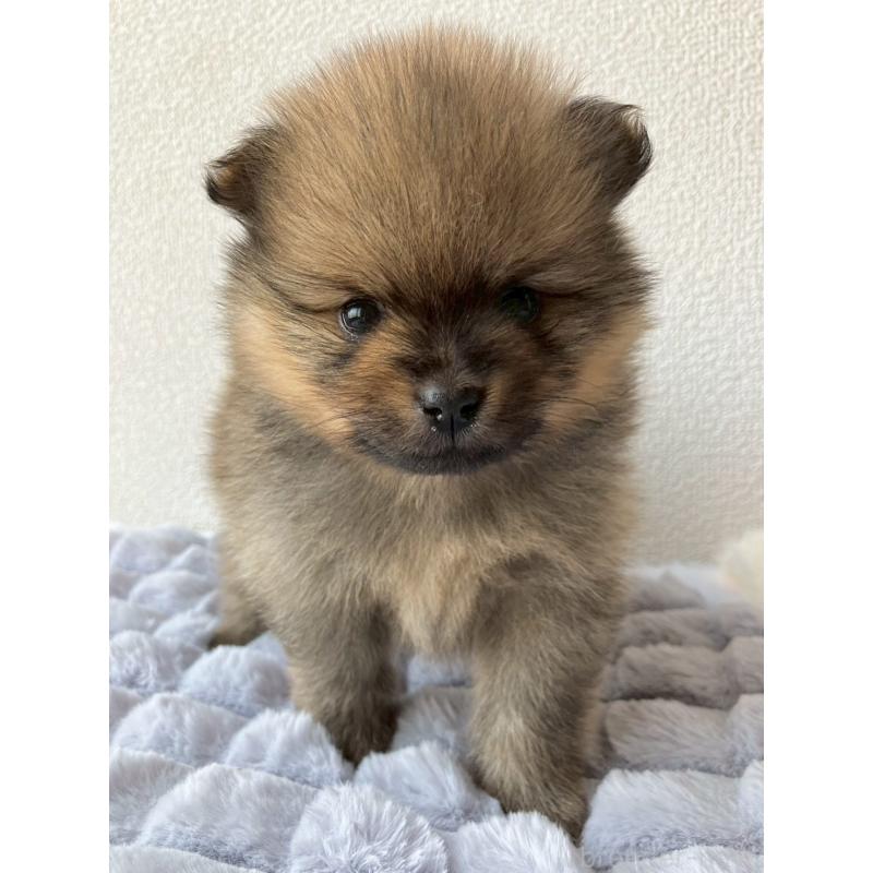 販売中の長崎県のポメラニアン-425463の17枚目