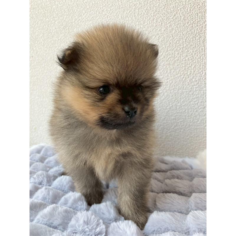 販売中の長崎県のポメラニアン-425463の16枚目