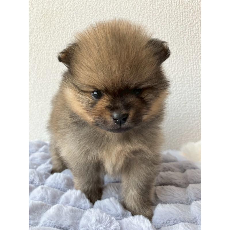 販売中の長崎県のポメラニアン-425463の15枚目