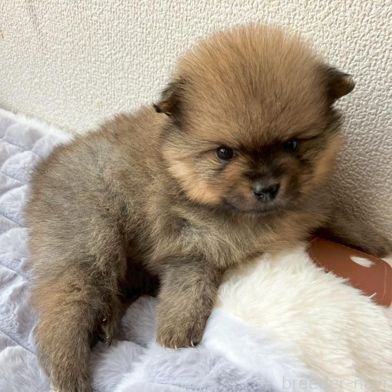 販売中の長崎県のポメラニアン-425463の14枚目