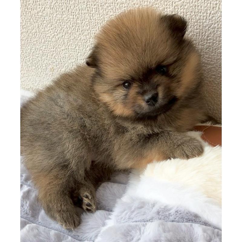 販売中の長崎県のポメラニアン-425463の13枚目